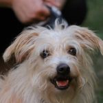 How a Reduce Flake Comb Transforms Pet Skin Health