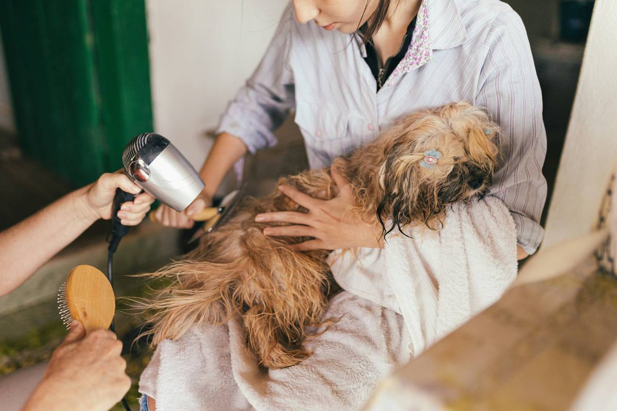 Close-up of reduce flake comb gliding through golden retriever coat, lifting visible skin flakes