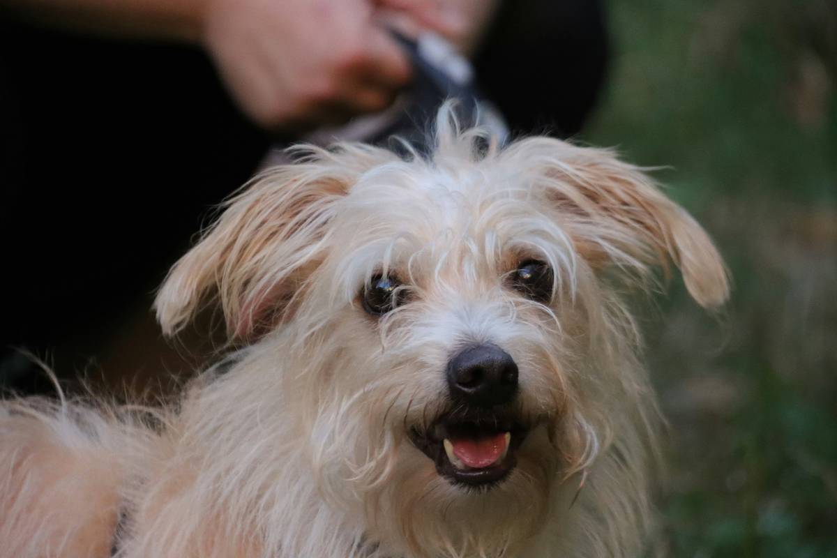 Close-up showing pro groomer advice in action: bristle brush gently separating tangles on dry coat