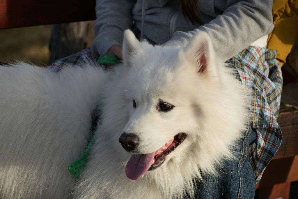 Pro Groomer Advice: How to Detangle Matted Fur Without the Tears (Yours or Your Dog’s)