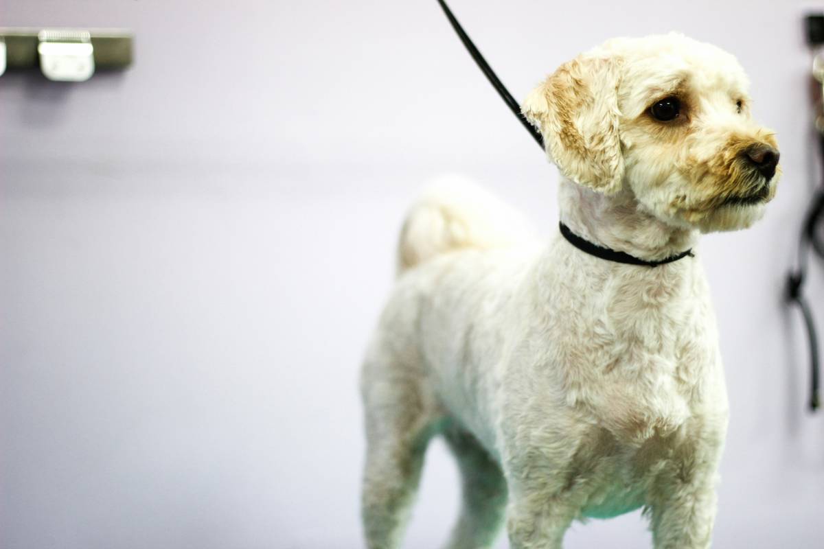 Before and after using quick session method on matted dog fur