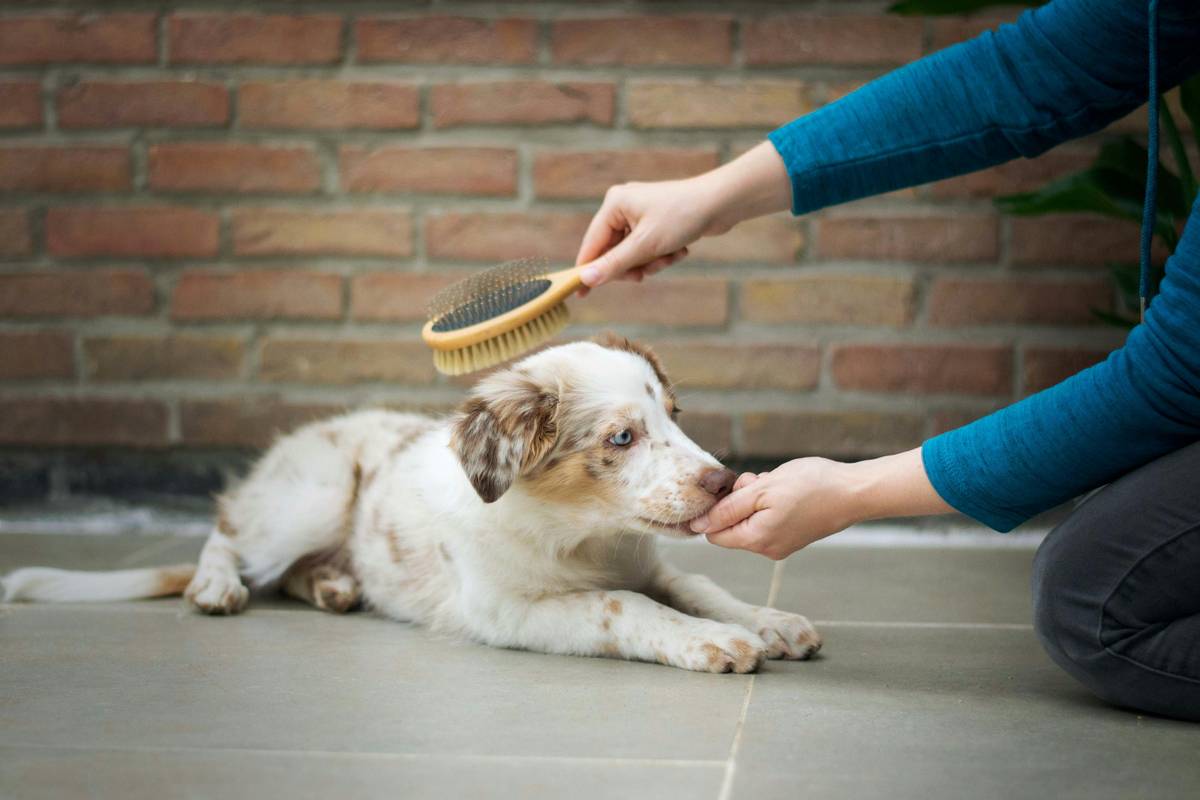 Travel Detangle Tip: The Bristle Brush Hack Every Pet Parent Needs on the Road